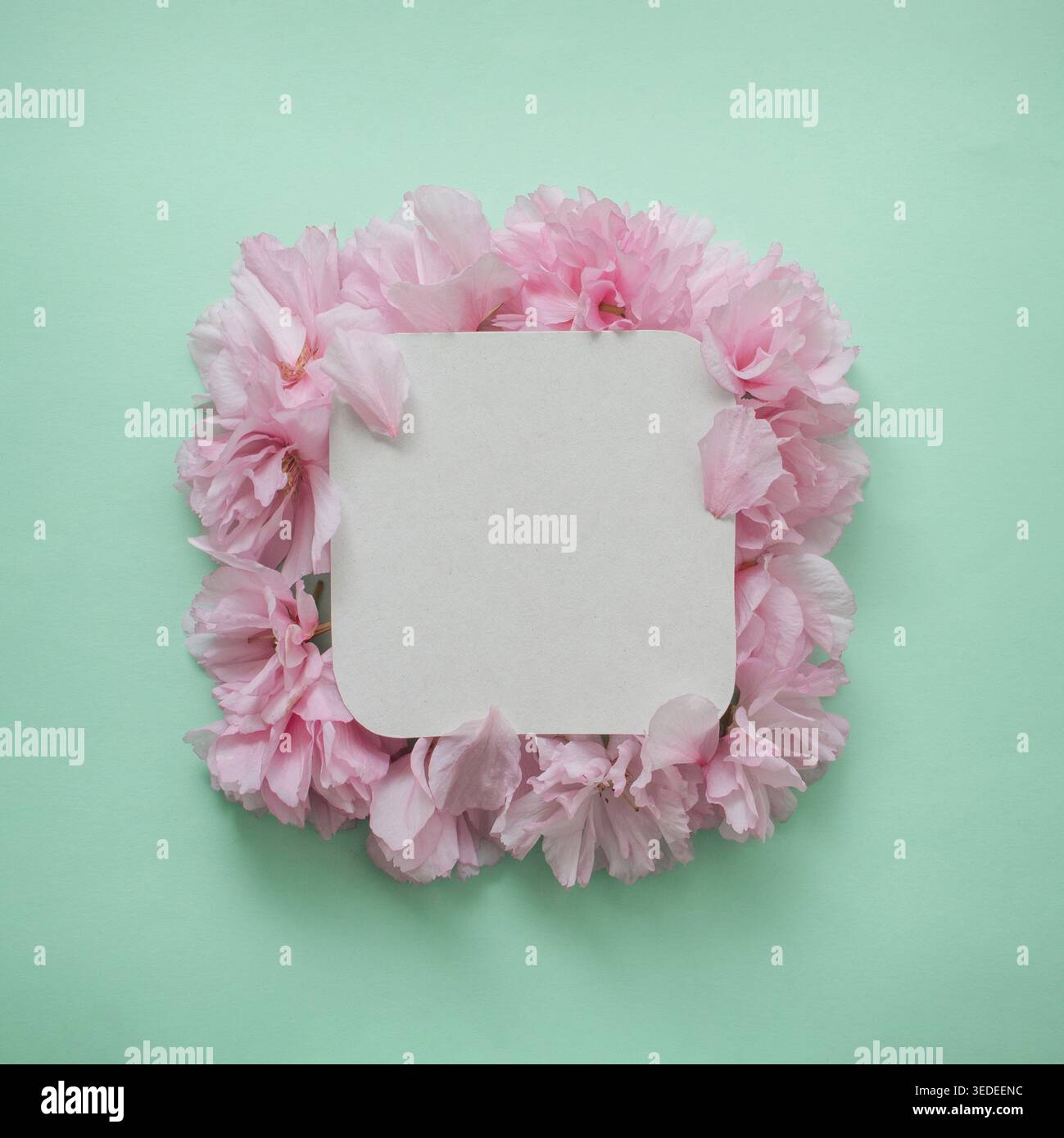 Cornice quadrata floreale di fiori rosa su sfondo di menta con spazio per le copie, design primaverile minimalista Foto Stock