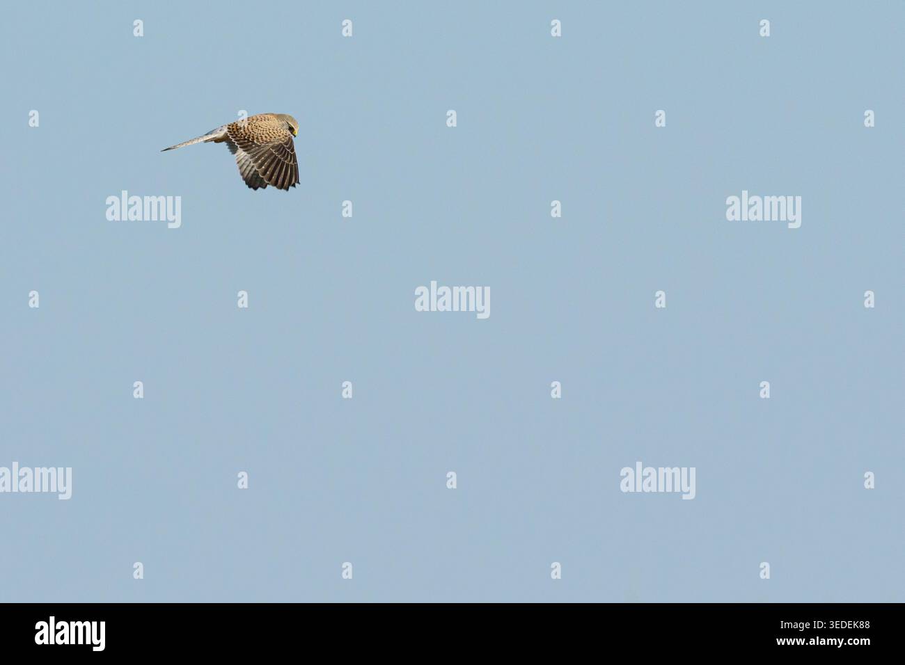Un Kestrel comune selvaggio (Falco tinnunculus) che si innalza attraverso un cielo limpido durante la migrazione autunnale sul Parco Nazionale Neusiedler SEE-Seewinkel vicino a il Foto Stock