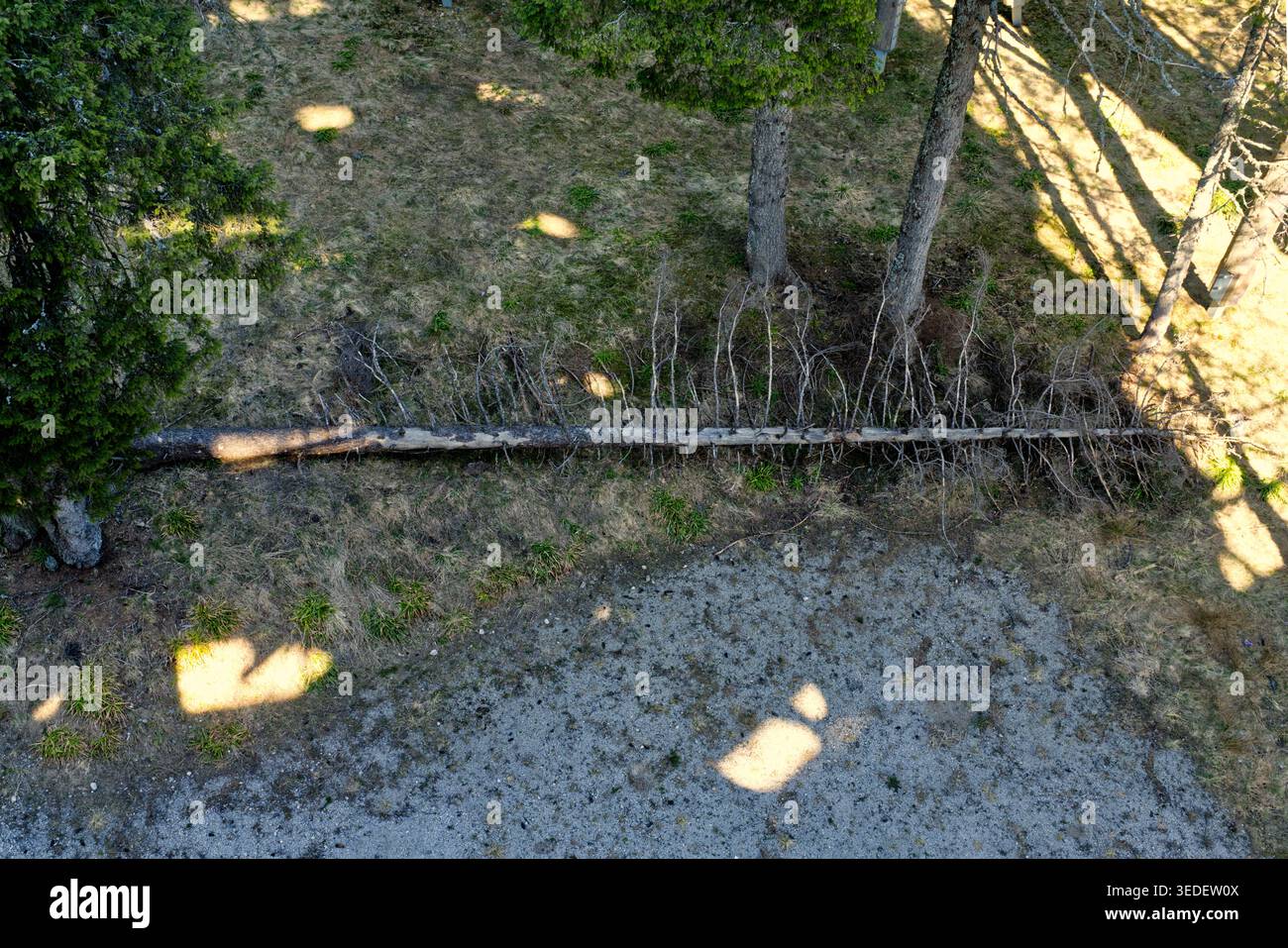 Un drone ad angolo alto di un pino asciutto e caduto che giace sul pavimento della foresta. L'immagine mostra la trama del terreno, del muschio e delle ombre in posizione eretta Foto Stock
