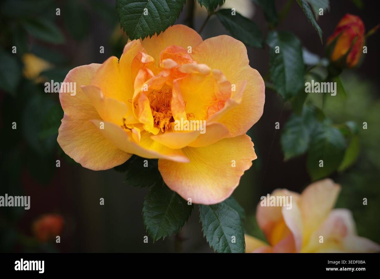 gialle maigold che arrampica il fiore singolo di rosa Foto Stock