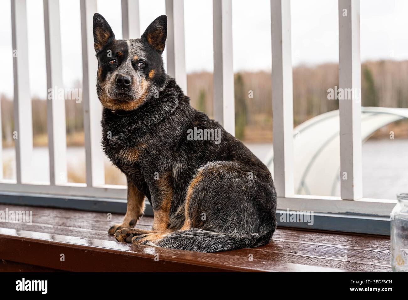 Royal Dog sitting. Elegante cane australiano posizionato pacificamente sulla panca. Regal Cattle Dog mantiene una posizione ferma con il tranquillo lago alle spalle Foto Stock