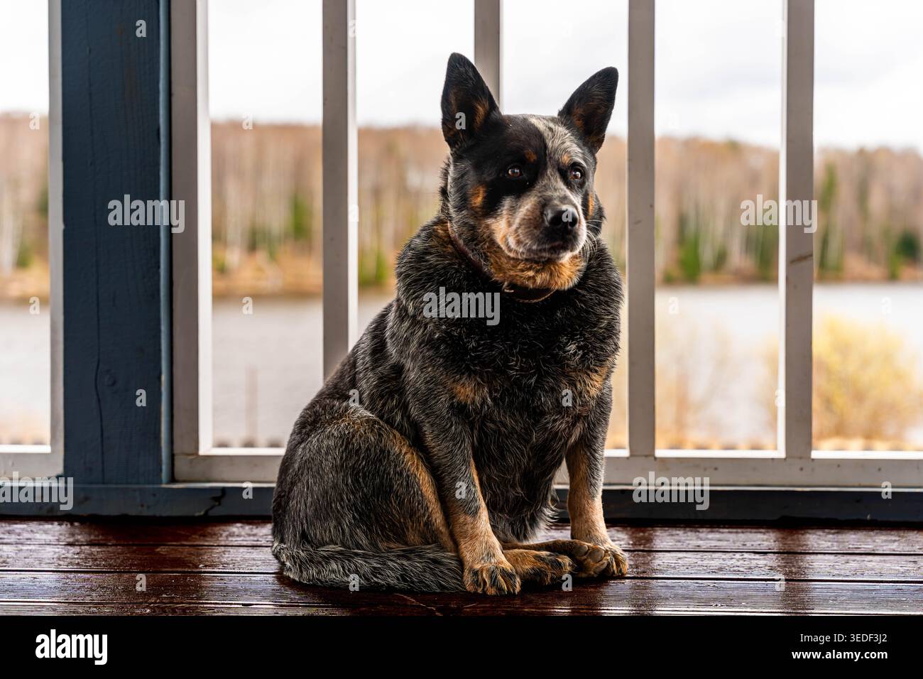 Blue Heeler posa per il Ritratto sullo sfondo della ringhiera del portico, sguardo fisso, pelliccia testurizzata e pavimenti rustici, presenza calma e dignitosa ideale per animali domestici Foto Stock