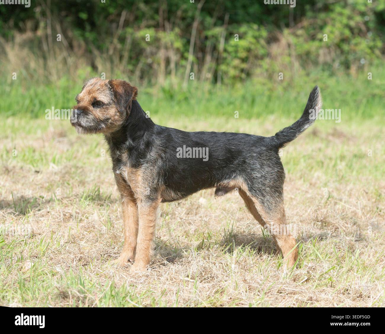 Border terrier cane Foto Stock