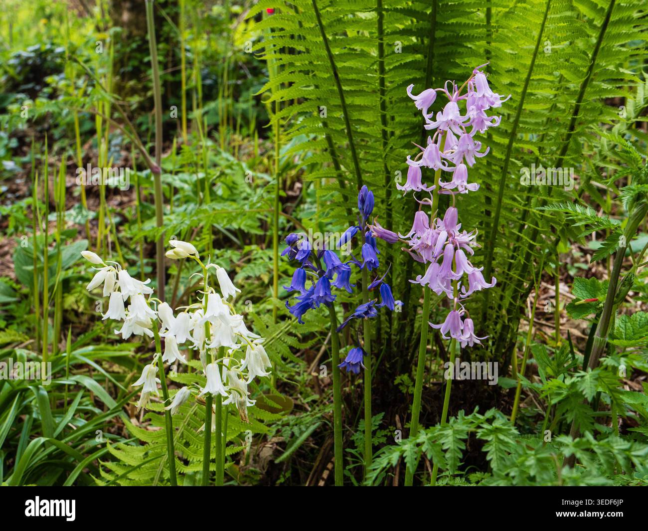 Forme di colore bianco, rosa e blu del robusto ibrido Hyacinthoides x massartiana bluebell Spring Foto Stock