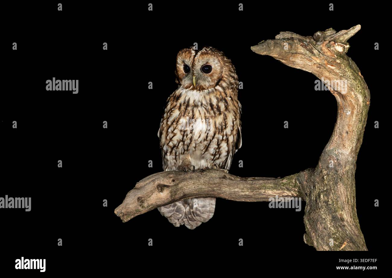 Gufo Tawny, nome scientifico: Strix Aluco, primo piano di un Gufo Tawny adulto di notte, arroccato su un ramo di albero e rivolto verso la parte anteriore. Orizzontale. Copia spazio Foto Stock