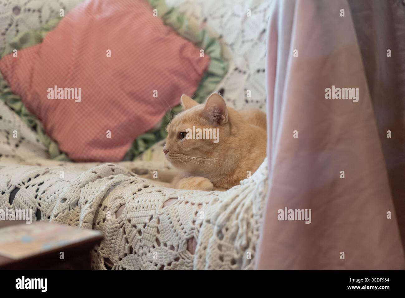 Un ambiente tranquillo caratterizzato da un gatto arancione rilassato che si rilassa su un divano vintage drappeggiato da un'accogliente coperta. La calda atmosfera cattura l'essenza del com Foto Stock
