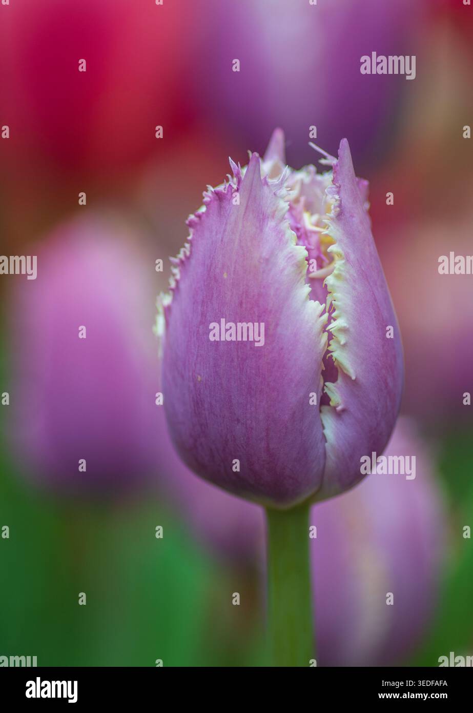 Fiore di tulipano rosa viola, tulipano "Cummins", tulipano con frange, primo piano morbido Foto Stock