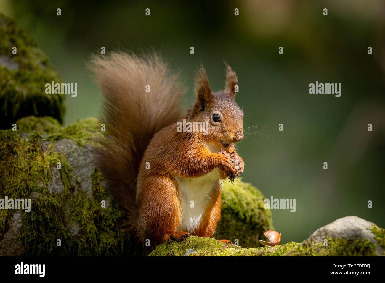 Scoiattolo rosso nell'habitat boschivo, fauna britannica autoctona con coda soffice e comportamento naturale. Foto Stock