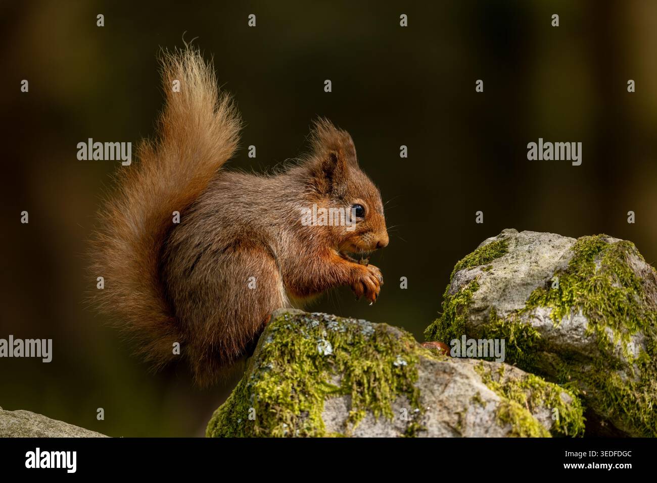 Scoiattolo rosso nell'habitat boschivo, fauna britannica autoctona con coda soffice e comportamento naturale. Foto Stock