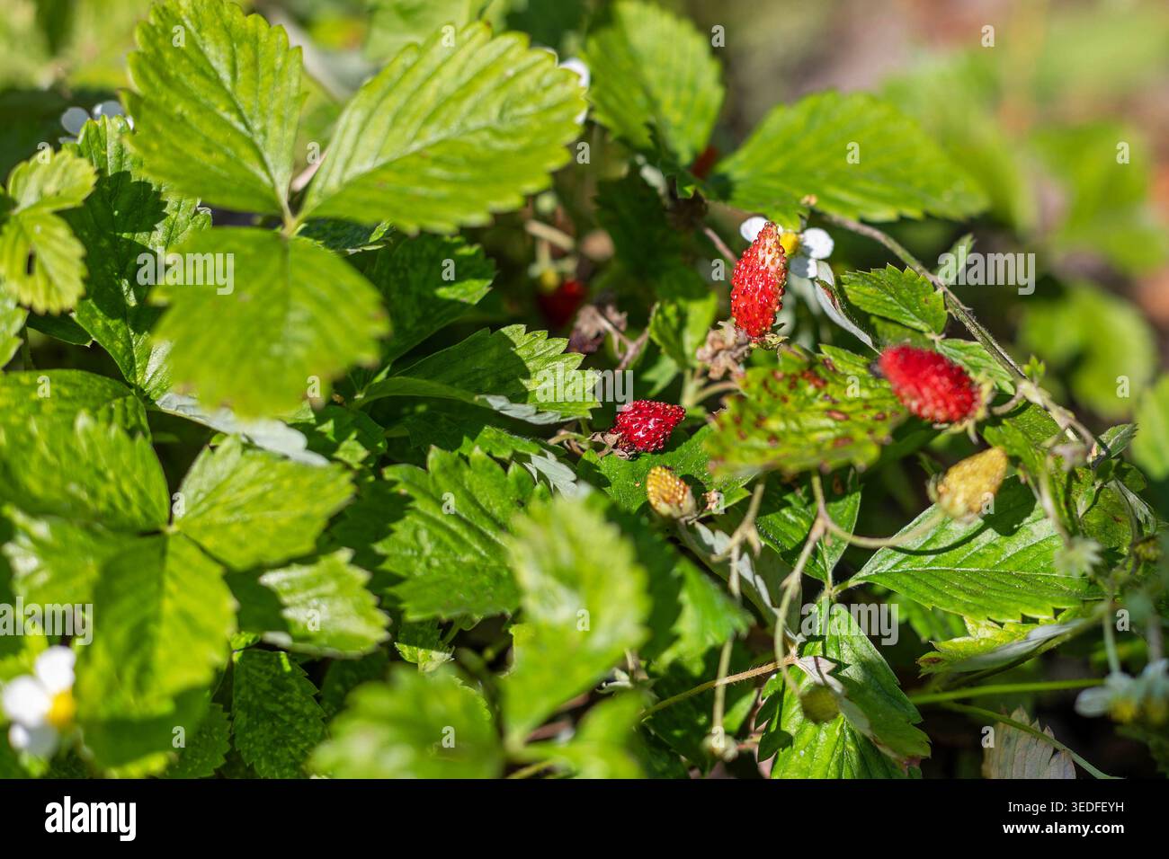 Fragole selvatiche che maturano tra le foglie verdi. Primo piano di piccole fragole selvatiche che maturano su piante da giardino basse con foglie verdi brillanti in natura Foto Stock