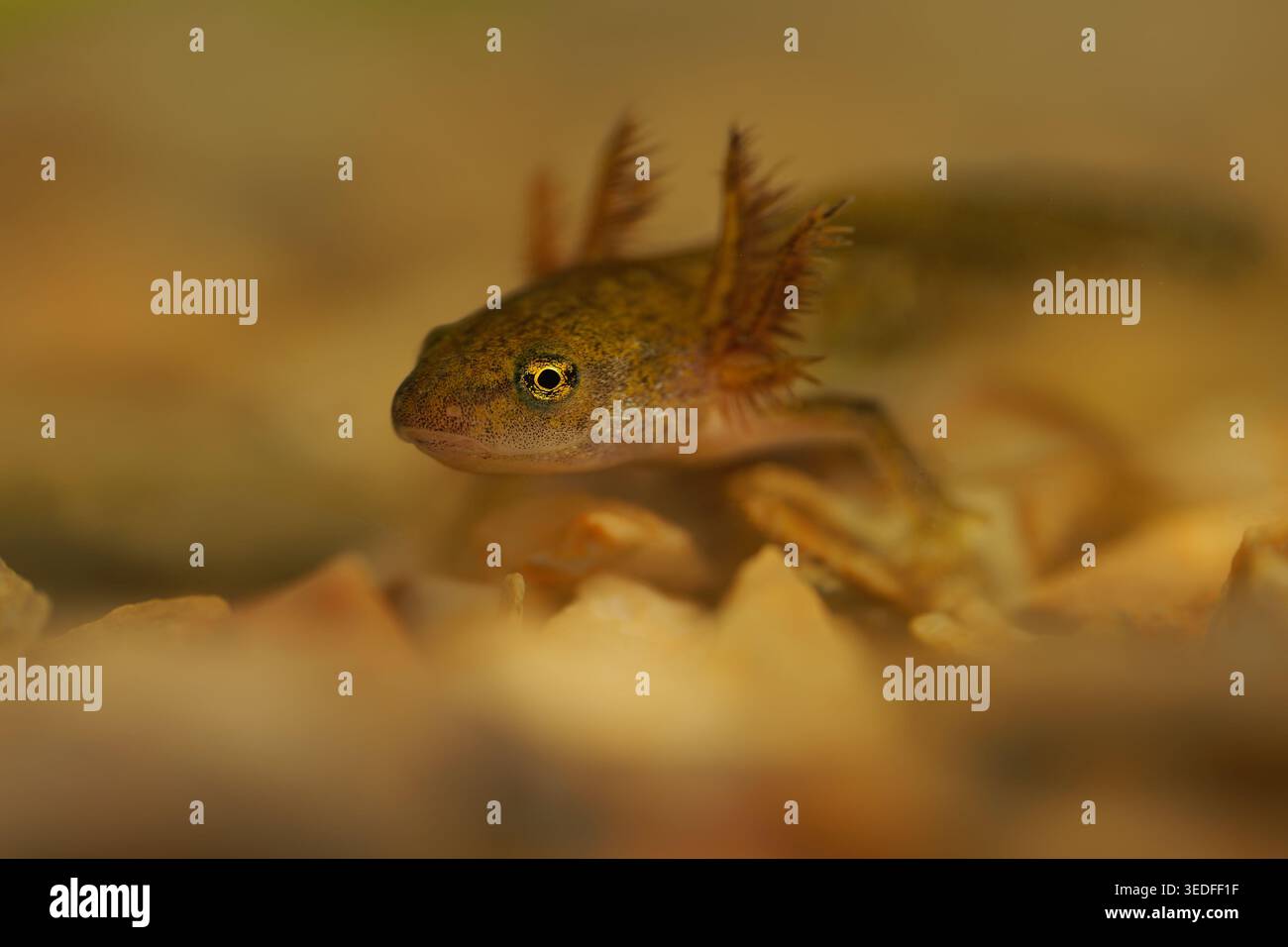 Larva liscia di Newt Lissotriton vulgaris con branchie esterne, pelle marrone oliva maculata, in piedi su rocce sott'acqua, macro da primo piano, Europa, acquatica Foto Stock
