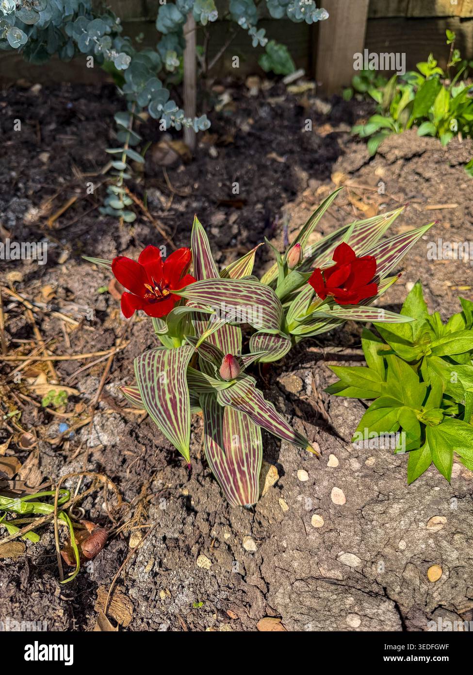 Una piccola pianta di tulipani con vivaci fiori rossi e foglie variegate distintivamente striate che crescono in un terreno da giardino Foto Stock
