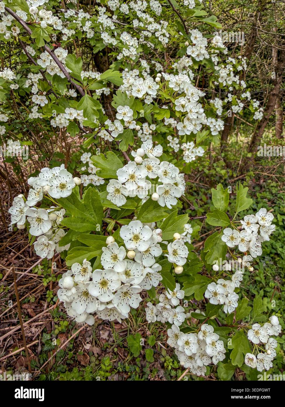 Gruppi di fiori di biancospino bianchi che fioriscono su un ramo in una foresta primaverile - Immagine stock catturata con smartphone