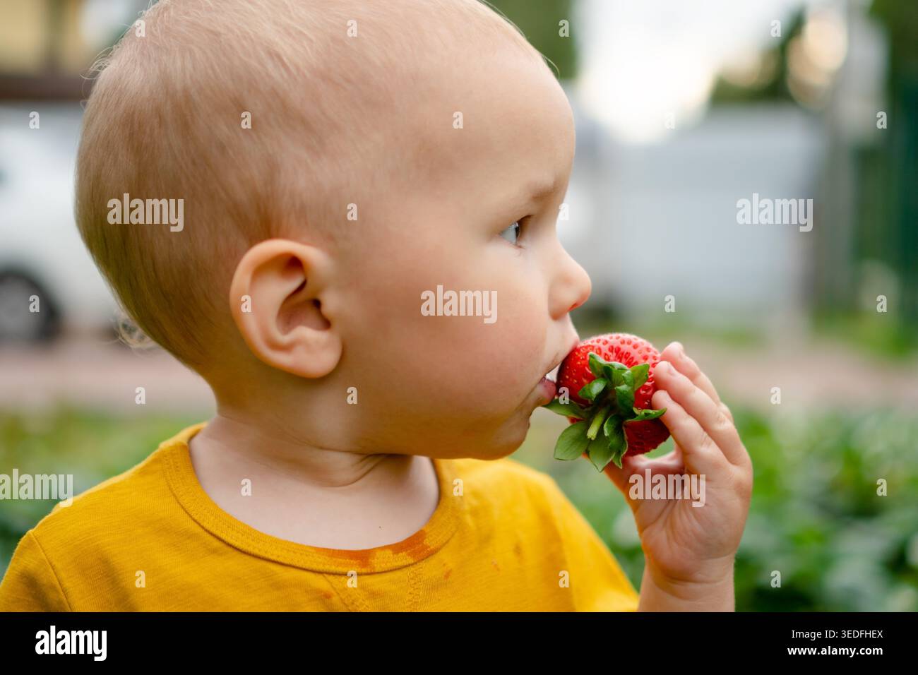 Da una prospettiva laterale, un bambino è pronto a mangiare una fragola tenuta in mano, guardando la bacca con la concentrazione. atto semplice e sano di un bambino che sta per godere di un trattamento naturale e ricco di vitamine. Foto Stock