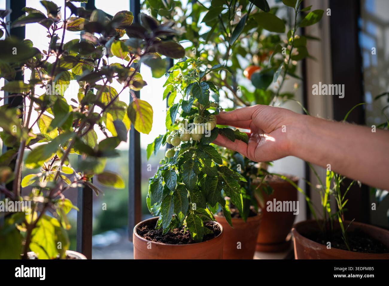 Uomo che tocca a mano la ciliegia nana non matura del pomodoro dal vaso sul soleggiato balcone francese Foto Stock
