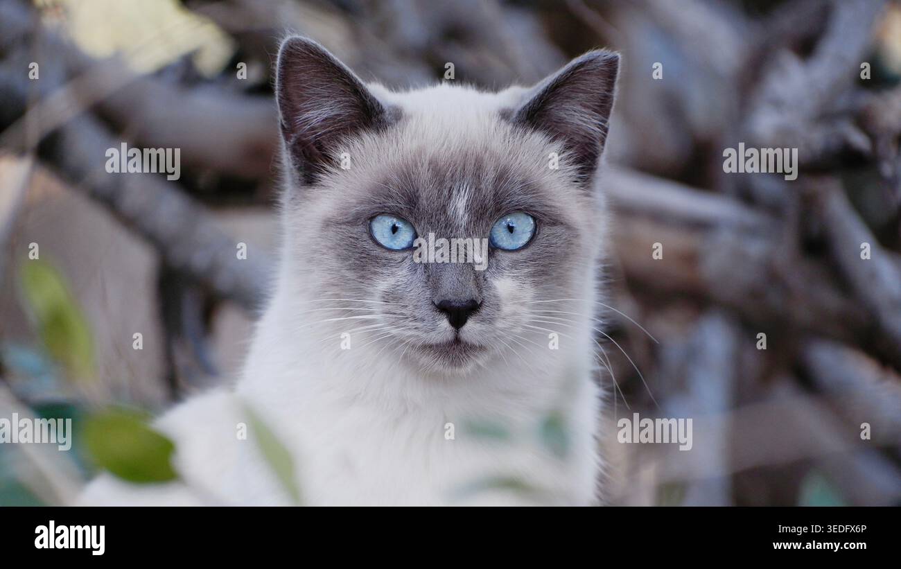 Ritratto ravvicinato di un gatto dagli occhi blu con uno sguardo sorprendente e pelliccia morbida, sfondo naturale con profondità di campo ridotta. Foto Stock