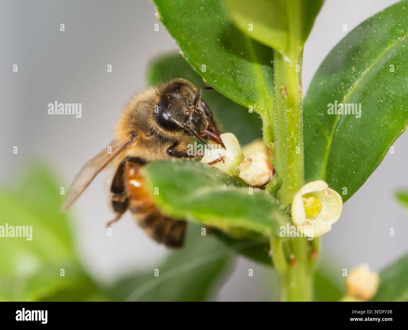 Primo piano di un'ape di miele su una matita giapponese in fiore agrifoglio. Foto Stock