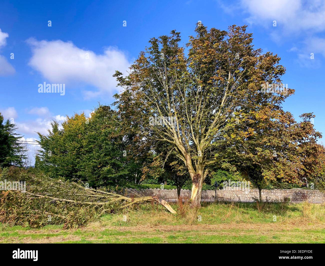 albero dei danni da tempesta Foto Stock