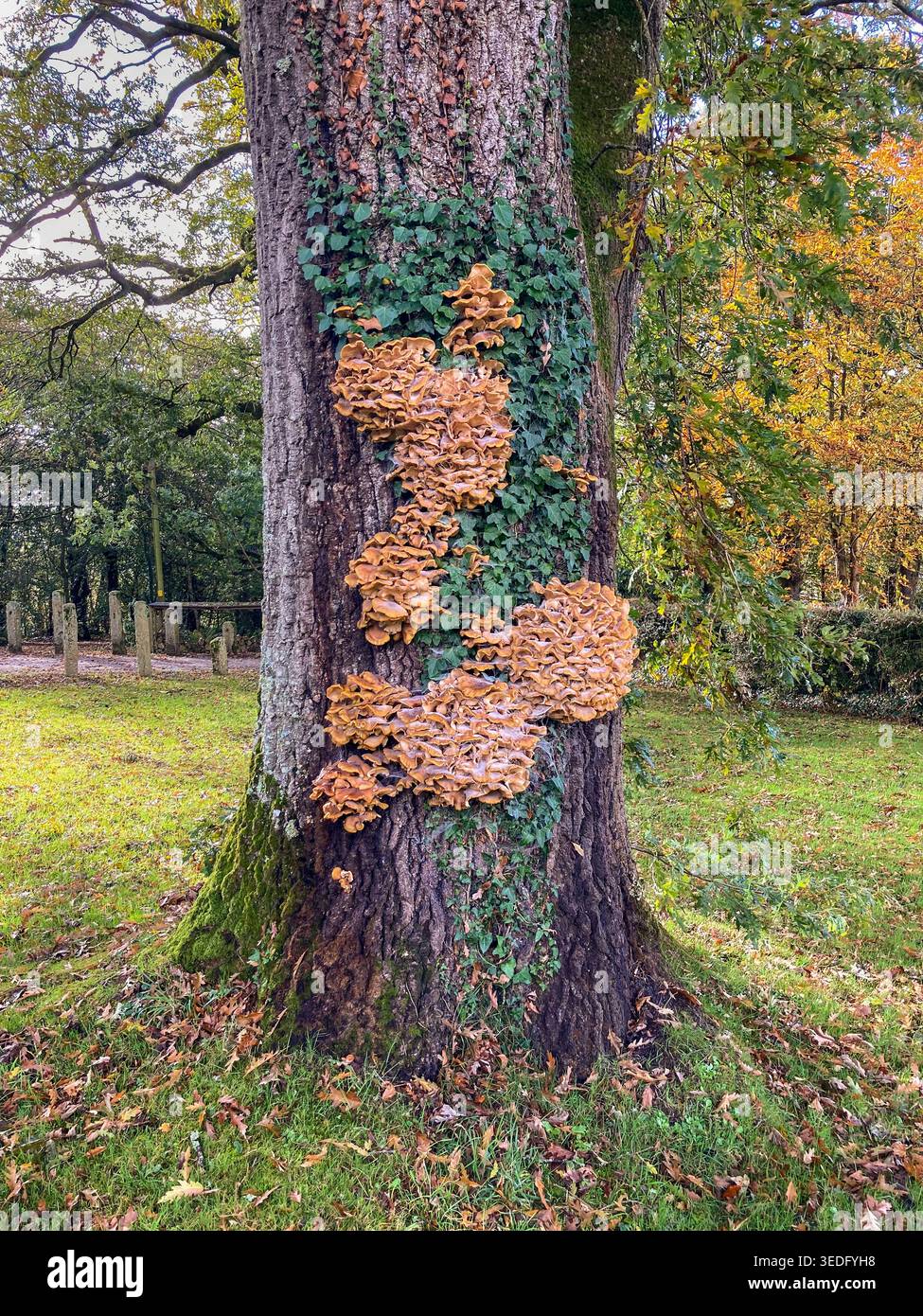 fungo dell'albero Foto Stock