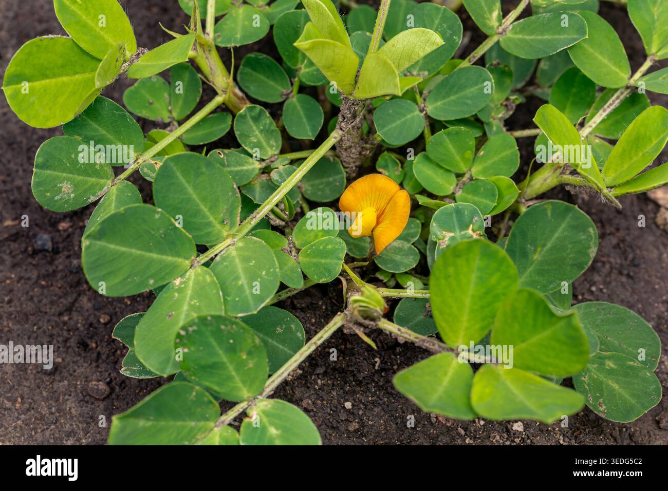Pianta di arachidi con fiori che crescono nel campo. Concetto di coltivazione delle arachidi, impollinazione e agricoltura. Foto Stock