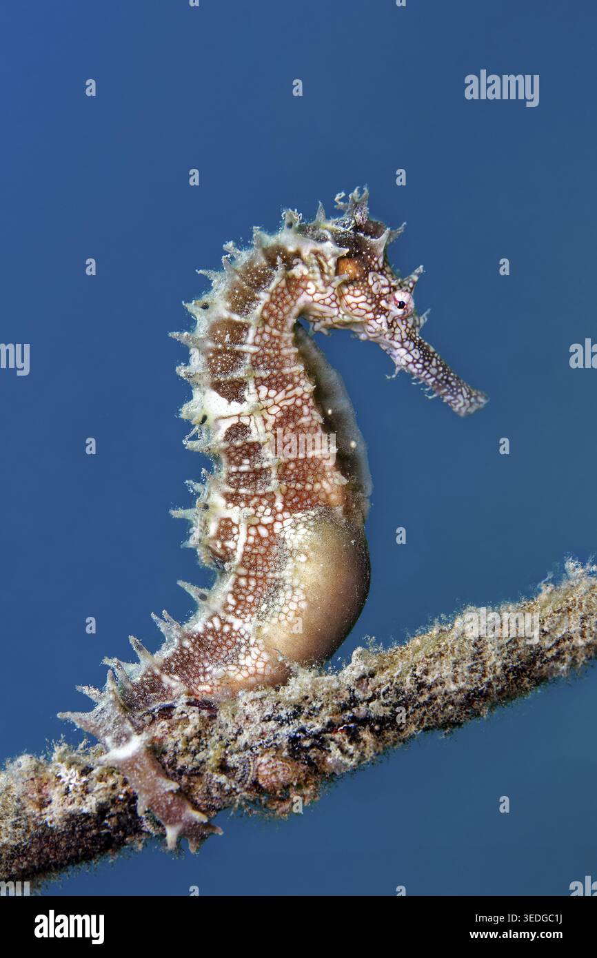 Cavalluccio marino spinoso (Hippocampus histrix) aggrappato a una corda, Mar Rosso, Gota Abu Raimada, Hurghada, Egitto Foto Stock
