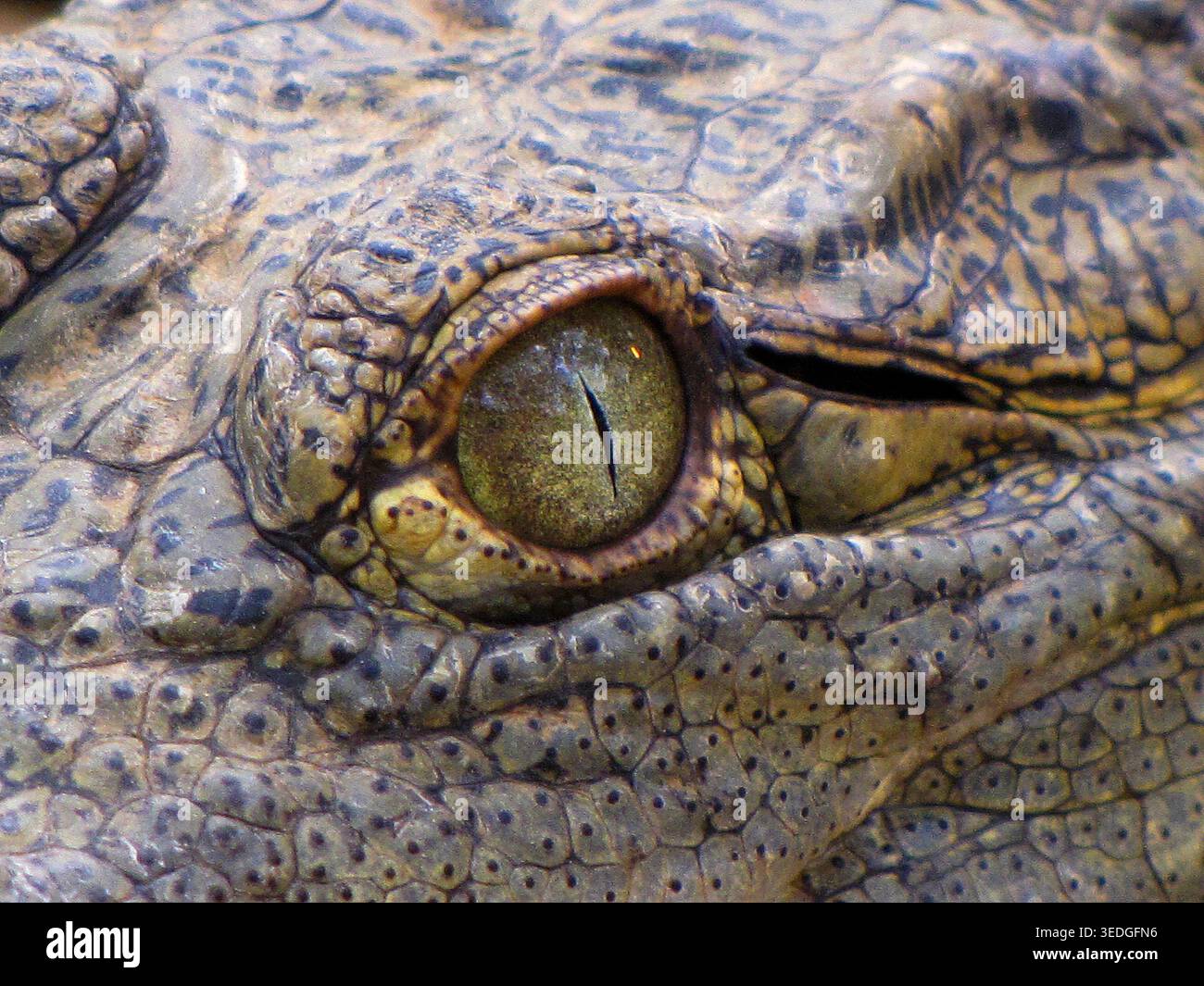 Occhio di coccodrillo che mostra una pupilla verticale, che indica uno sguardo predatorio e presenta gli intricati motivi della sua pelle scrosciante, trasmettendo un senso di Watc Foto Stock