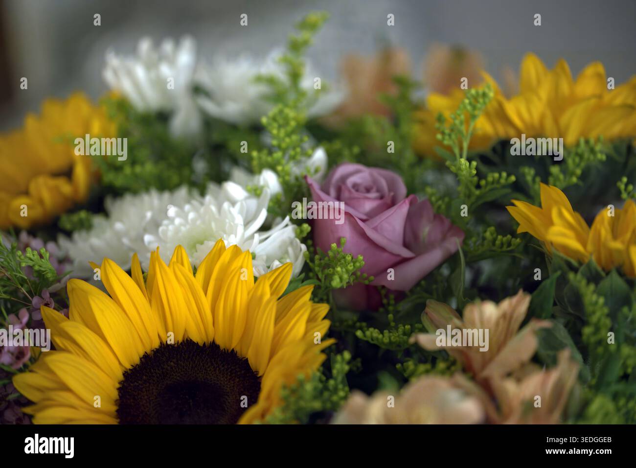 Bouquet colorato che mostra girasoli, una delicata rosa viola e crisantemi bianchi annidati tra lussureggianti foglie verdi, simboleggiano la bellezza e la celebra Foto Stock