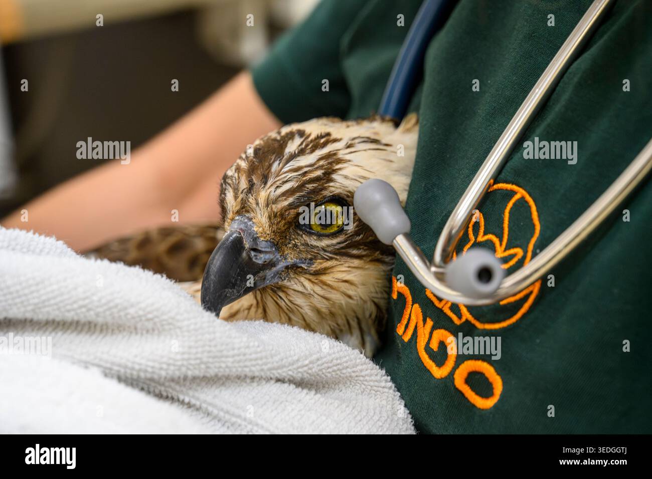 Falco pescatore ferito (Pandion haliaetus) con occhi gialli brillanti che viene tenuto delicatamente in un asciugamano bianco da un veterinario che indossa uno stetoscopio e un unifor verde Foto Stock