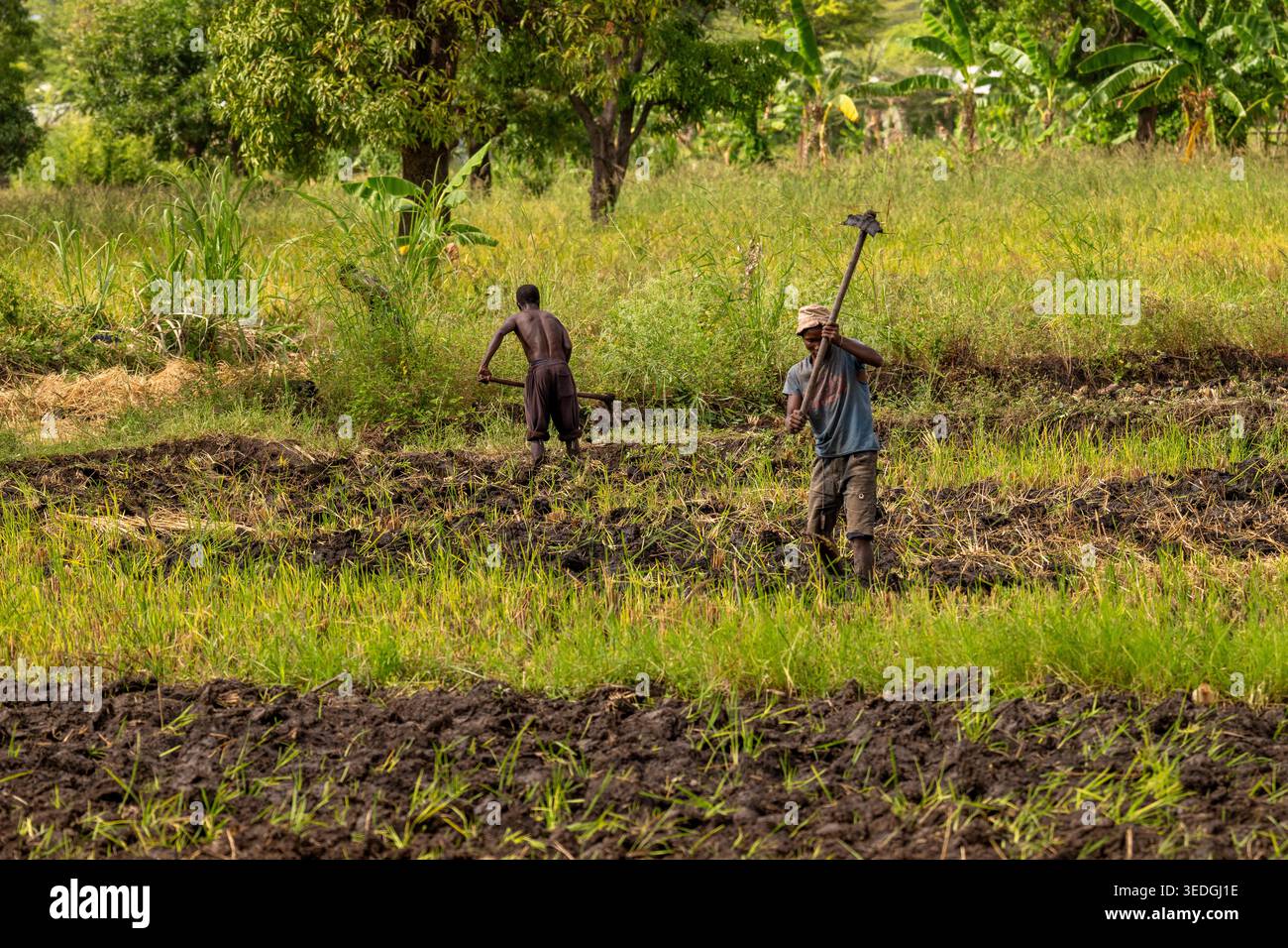 Due uomini girano manualmente un campo di riso usando zoccoli, mto wa bma, Tanzania, Africa Foto Stock