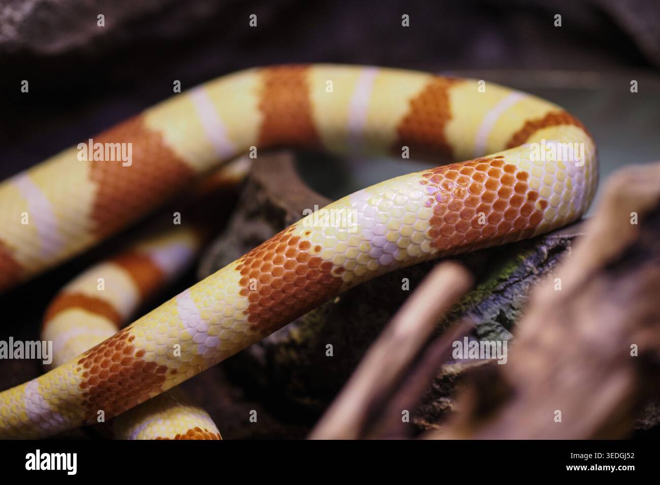 Serpente che scivola sulle rocce in un ambiente naturale Foto Stock