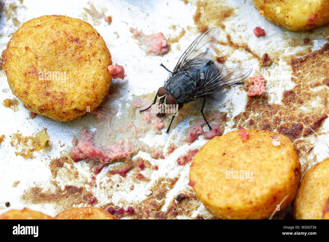 La mosca si nutre di cibo residuo, diffondendo germi e condizioni non sanitarie Foto Stock