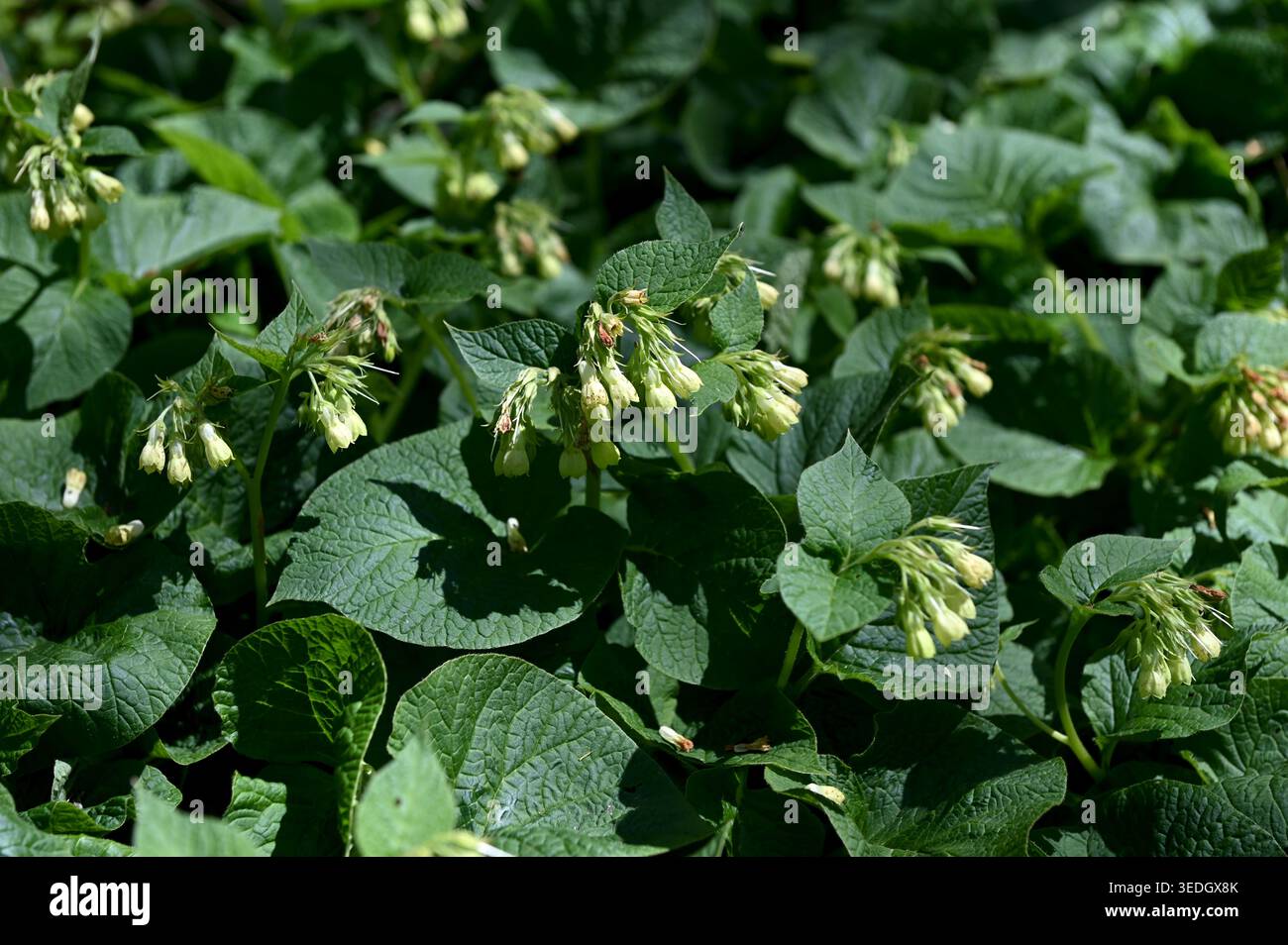 In primavera, nella foresta cresce la comfrey a forma di cuore (symphytum cordatum). Symphytum cordatum è una pianta perenne della famiglia delle Boraginaceae Foto Stock