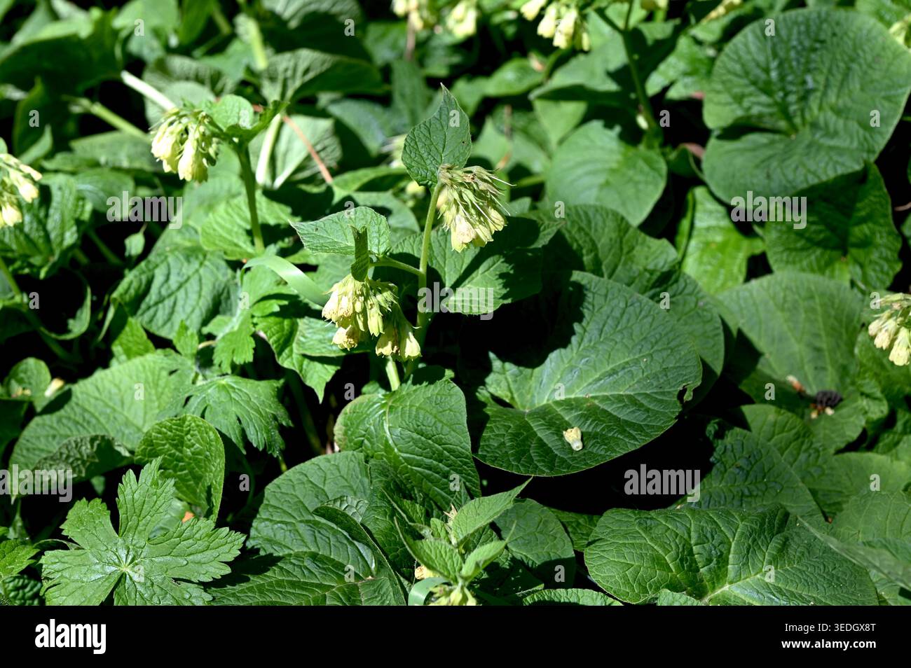 In primavera, nella foresta cresce la comfrey a forma di cuore (symphytum cordatum). Symphytum cordatum è una pianta perenne della famiglia delle Boraginaceae Foto Stock