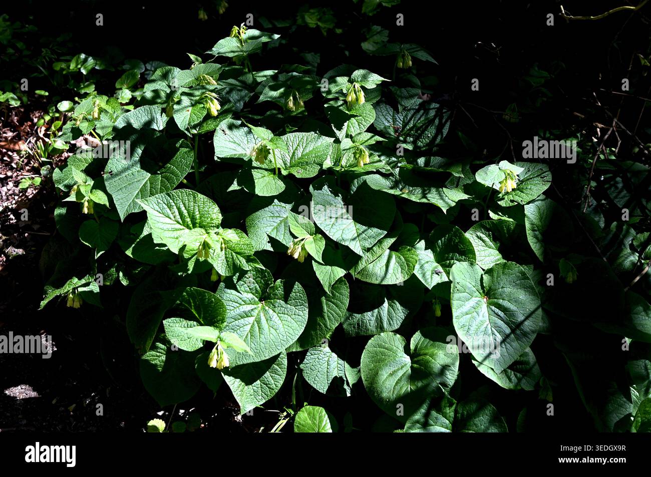 In primavera, nella foresta cresce la comfrey a forma di cuore (symphytum cordatum). Symphytum cordatum è una pianta perenne della famiglia delle Boraginaceae Foto Stock
