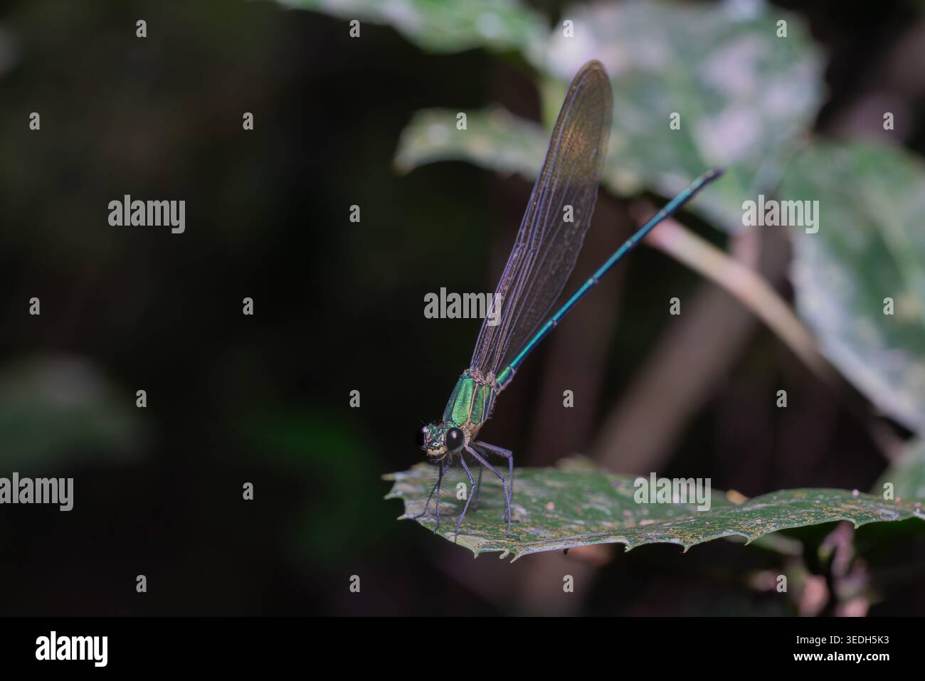 Una damigella aggrappata alla foglia verde nel parco nazionale. Foto Stock