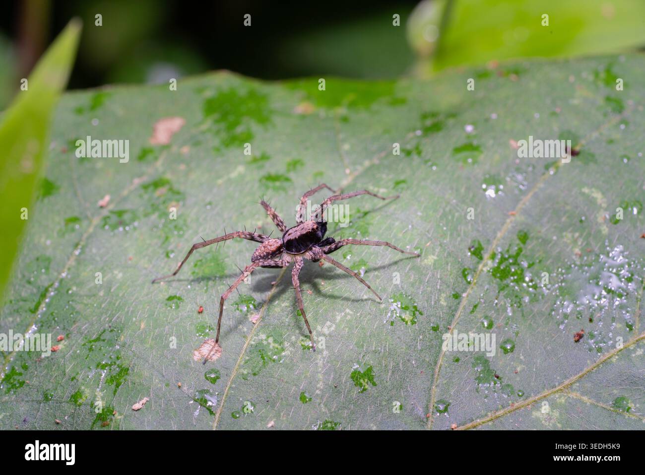 Un ragno lupo in piedi su una foglia verde nel parco nazionale. Foto Stock