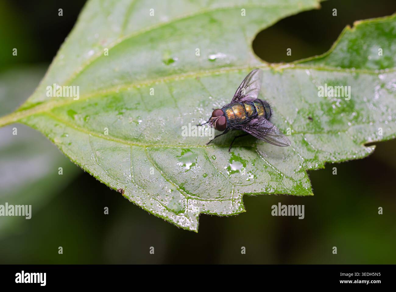 Una mosca soffiata aggrappata alla foglia verde nel parco nazionale. Foto Stock
