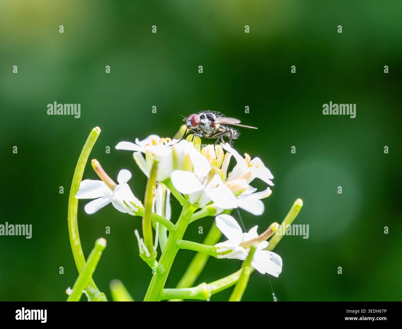 Biodiversità . Anthomyia procellaris - volo bianco e nero su fiori bianchi. Foto di alta qualità Foto Stock