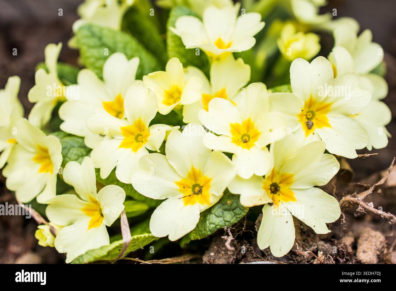 Un gruppo di cremose primrose si annidano in un terreno ricco, mentre la luce soffusa gioca sui loro cuori gialli e sul fogliame fresco che mostra la quiete della gioia dei primi piccini Foto Stock