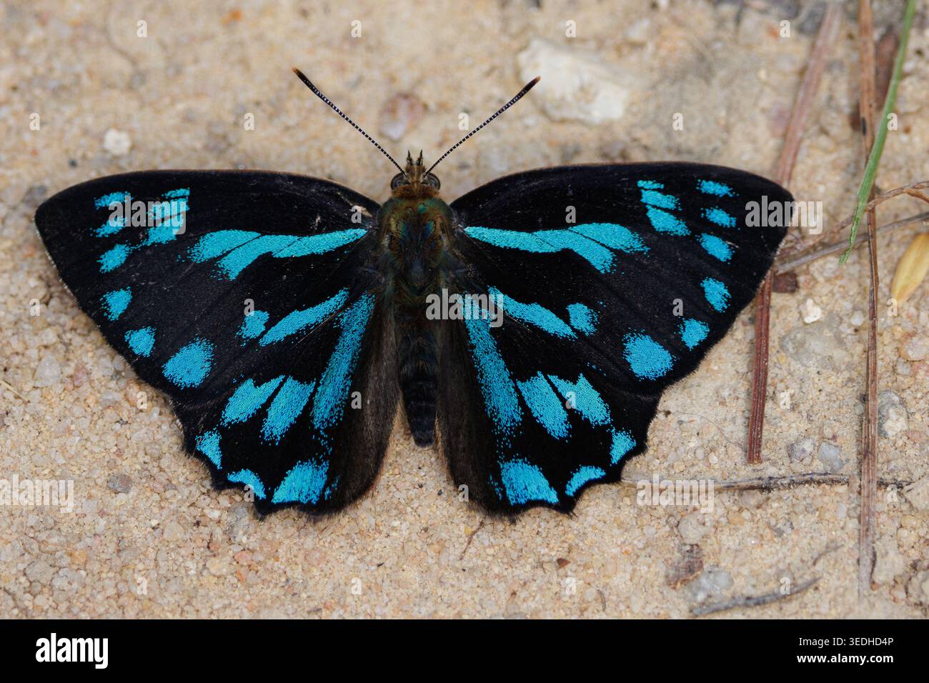 Farfalla blu brillante, Simiskina phalia con vivaci motivi blu sulle ali nere che si diffondono sulla sabbia Foto Stock