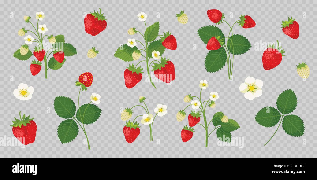 Set vettoriale di fragole con frutti di bosco, fiori e foglie disegnate a mano. Illustrazione Vettoriale