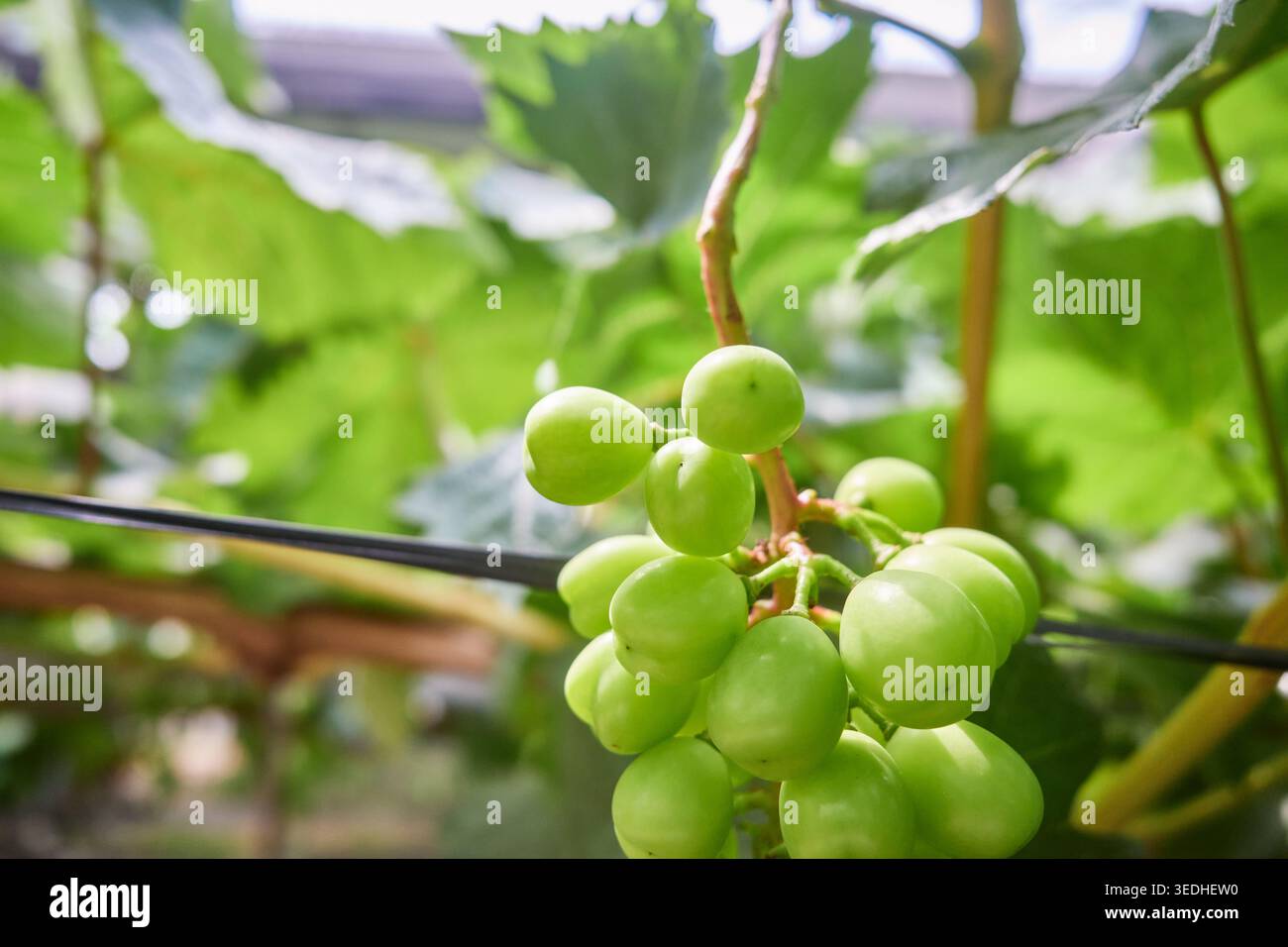 Moscato fresco Shine sulla vite, avvolto in sacchi protettivi. Il vivace colore verde e la luce naturale mettono in mostra le migliori pratiche agricole. Foto Stock