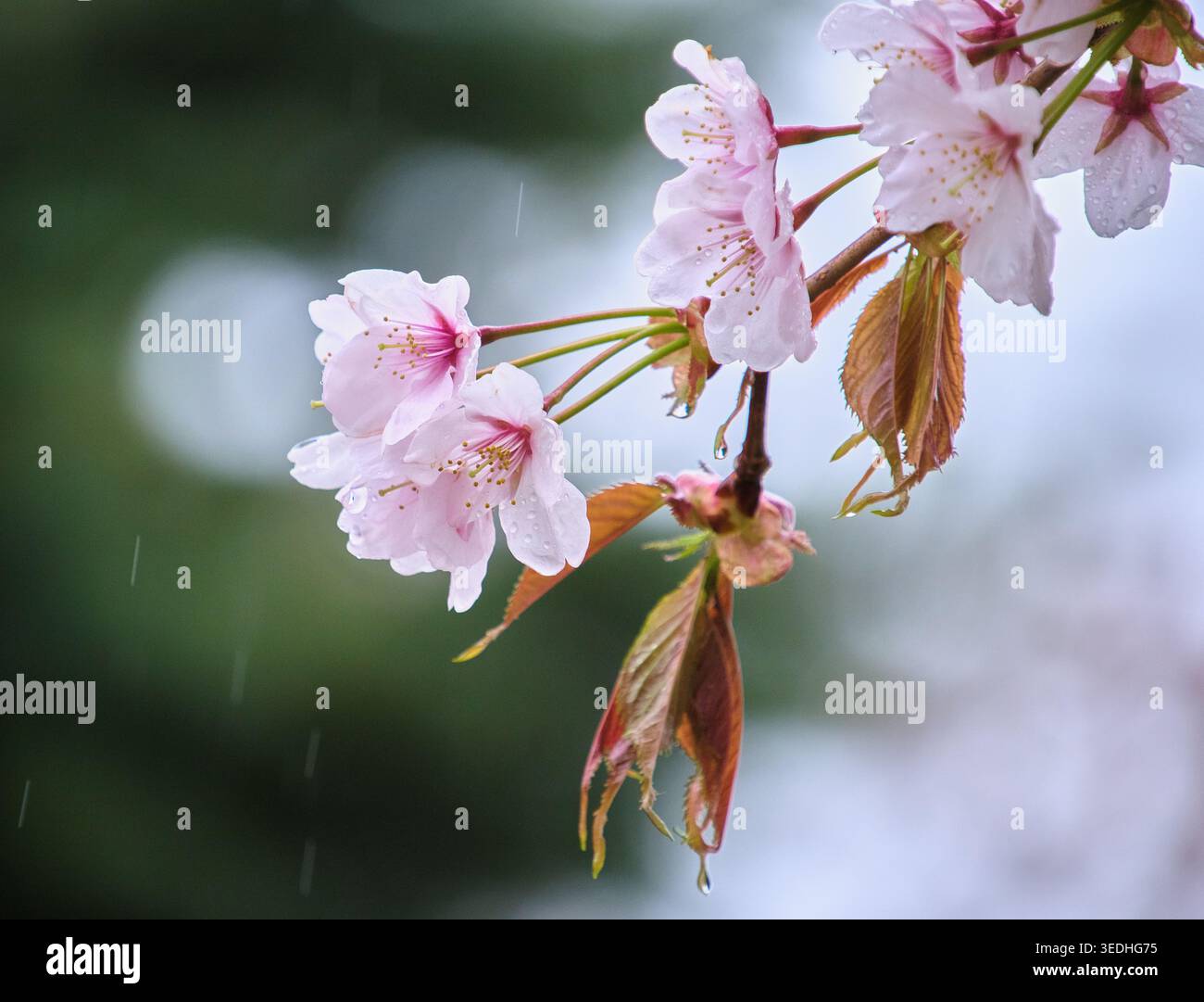 Primo piano del bellissimo ciliegio di Sargent (Prunus sargentii) fiorisce bagnato con gocce di pioggia in un giorno di primavera piovoso, Hokkaido, Giappone Foto Stock