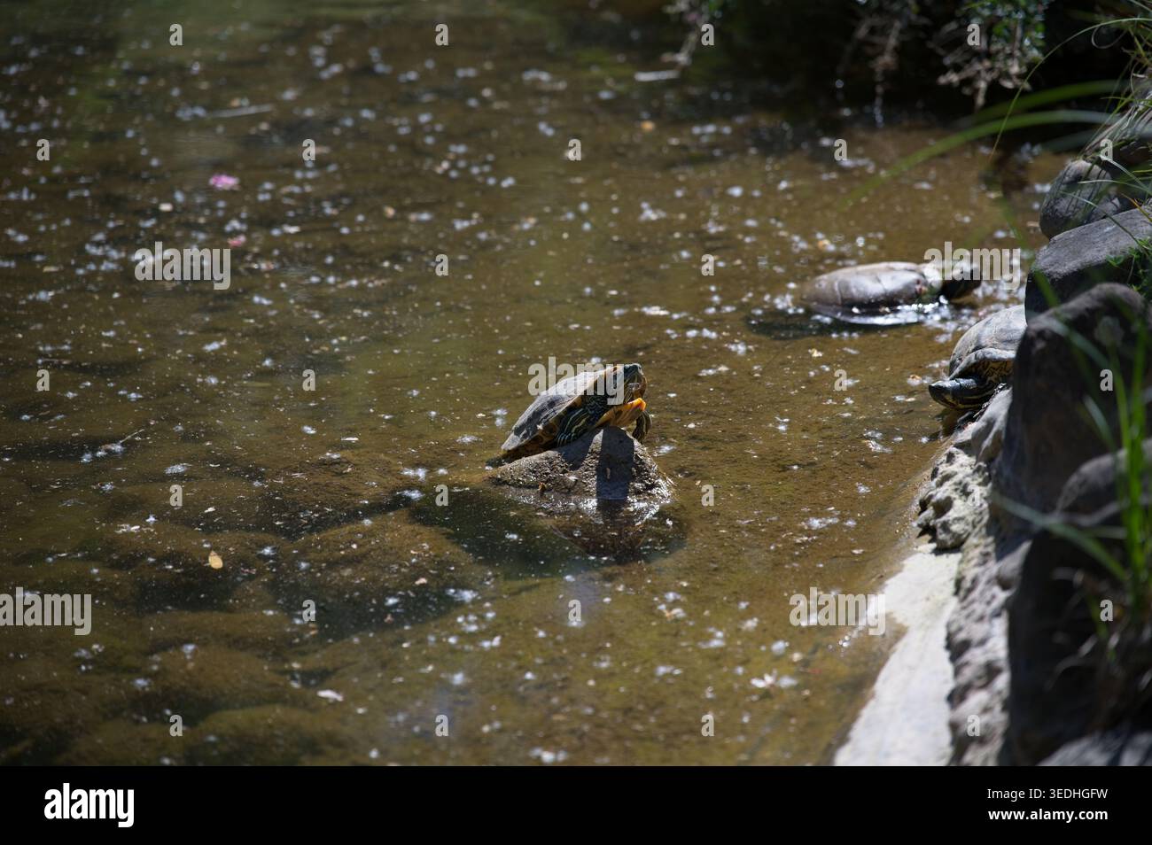 Budapest, Ungheria - 26 aprile 2026: Scivoli per laghetti (Trachemys scripta) che si crogiolano sulle rocce in uno stagno allo zoo e al giardino botanico di Budapest. Foto Stock