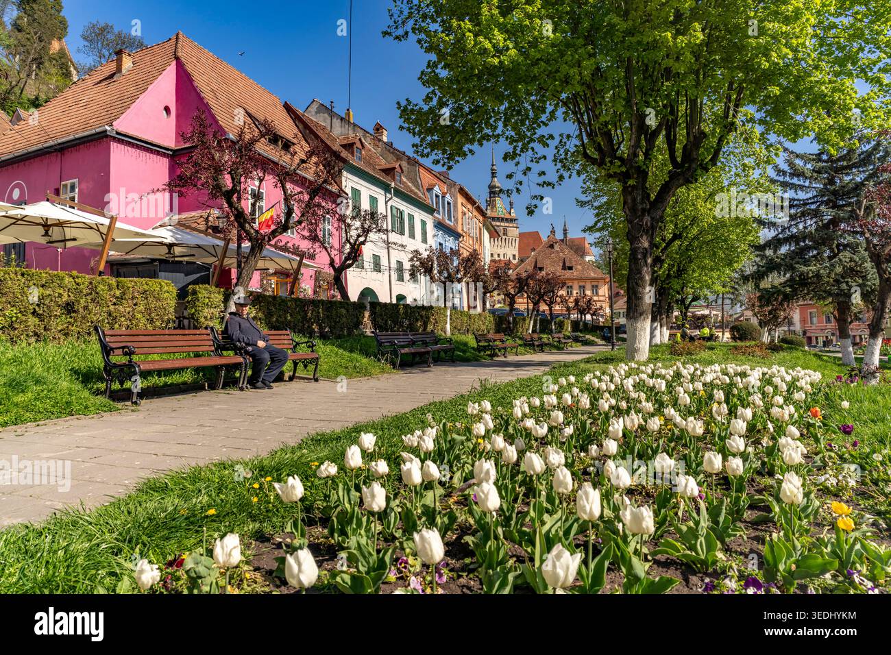Frühling im Park der Zitadelle und die bunten Häuser der Altstadt von Sighisoara oder Schäßburg, Siebenbürgen, Rumänien | Primavera al Parco della Cittadella Foto Stock