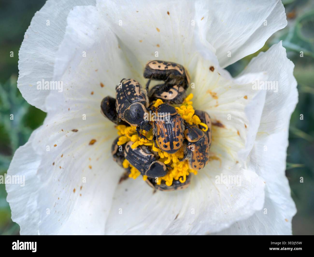 Scarabeo di fiori di Kern (Euphoria kernii) che si nutrono del polline del fiore bianco di papavero d'India (Argemone albiflora), Travis County, Texas, USA Foto Stock