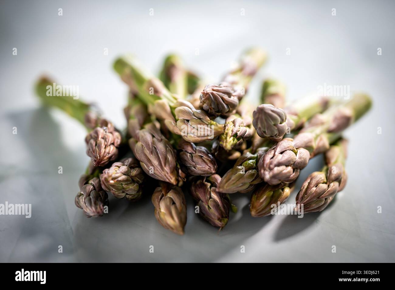 Lancette di asparagi viola freschi con punte chiuse disposte su una superficie grigia chiaro, scattate con messa a fuoco selettiva. Foto Stock