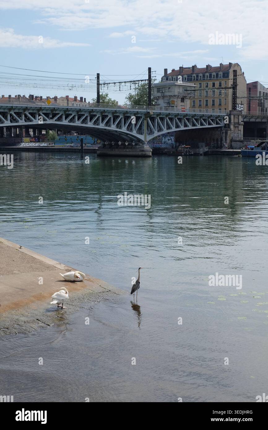 Un airone grigio e cigni bianchi sulla riva del fiume Saone a Lione con il ponte ferroviario Quarantaine sullo sfondo. Foto Stock