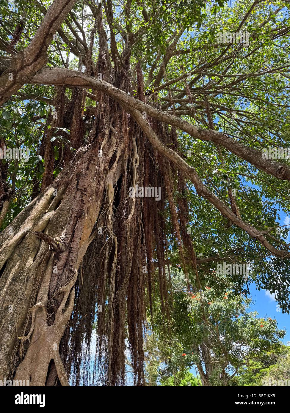 Ammira maestosamente le enormi radici appese aggrovigliate e il verde baldacchino di un vecchio albero banyan a Saint Kitts. - Immagine stock catturata con smartphone