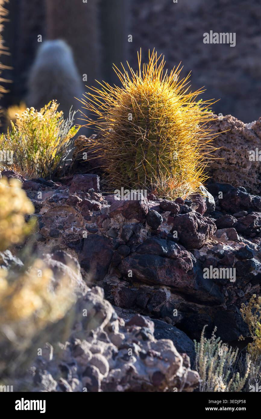 Un cactus a botte, illuminato da una calda luce solare dorata, cresce in modo sfrontato da un aspro affioramento di roccia vulcanica scura vicino a Uyuni nel dipartimento di Potosí Foto Stock